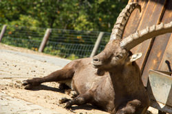 Tiere im Wild- und Freizeitpark Klotten